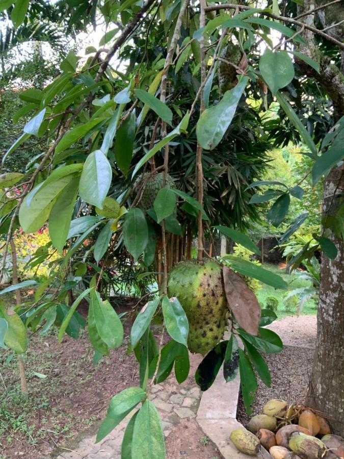 Lali Villa & Fruit Garden Galle Extérieur photo