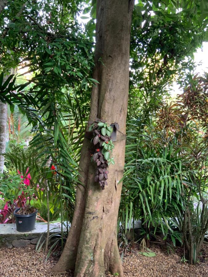Lali Villa & Fruit Garden Galle Extérieur photo